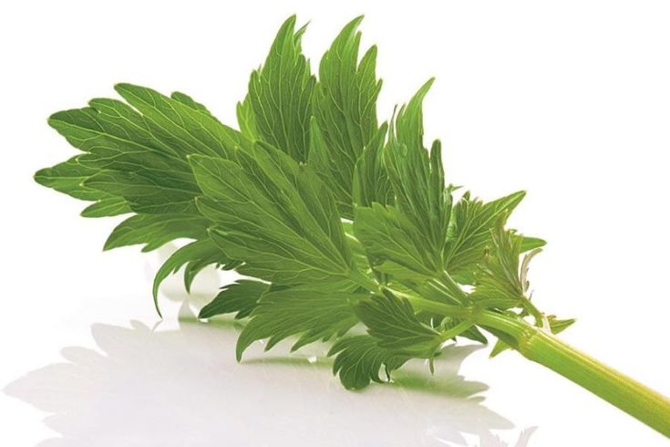 Herbal decoctions for hair loss