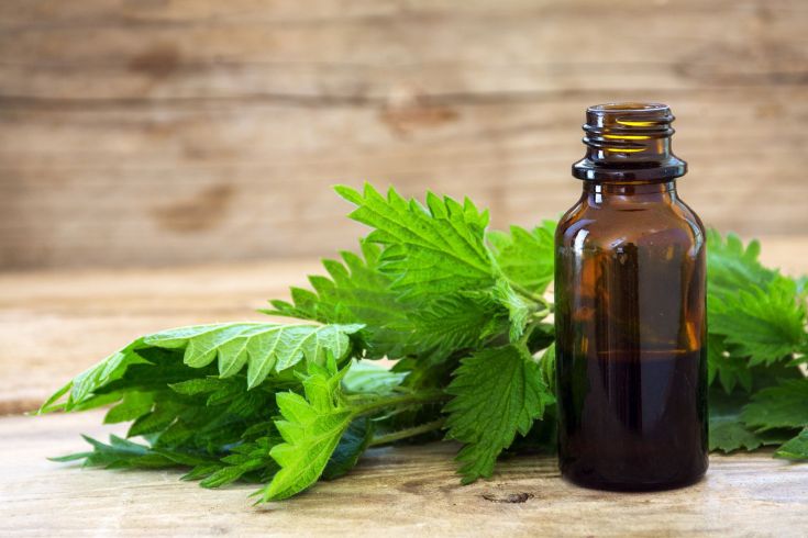 Nettle oil for hair