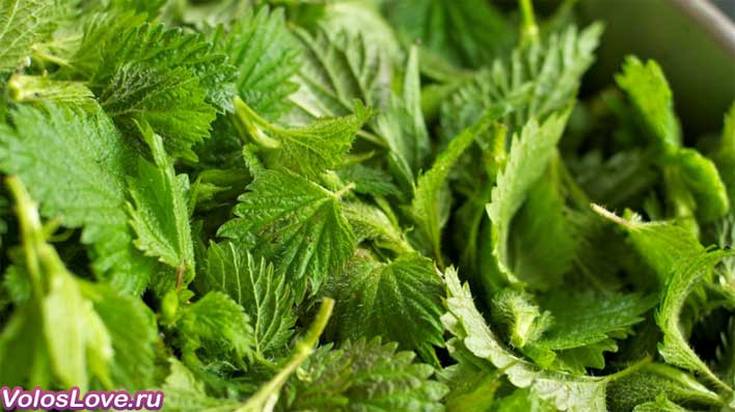 Nettle oil for hair