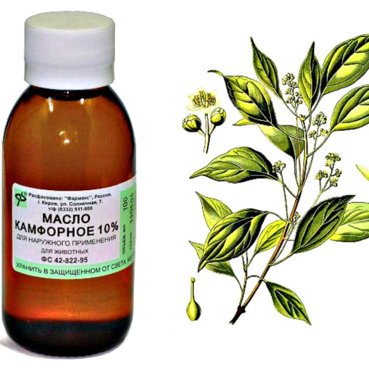 Camphor oil for hair