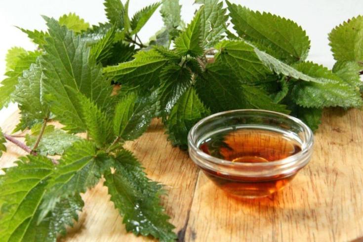 Nettle oil for hair