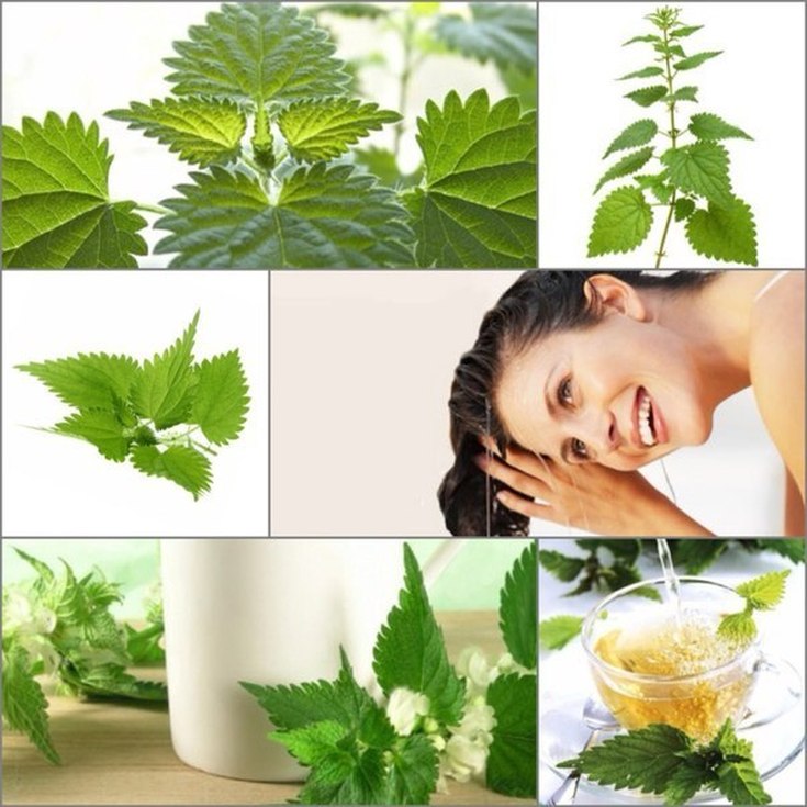 Nettle oil for hair