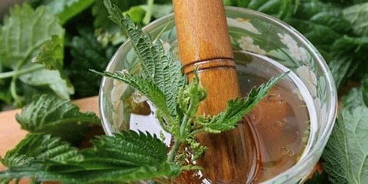 Nettle oil for hair